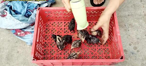 عکس غذای جوجه رنگی