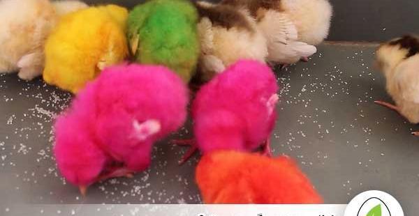عکس غذای جوجه رنگی