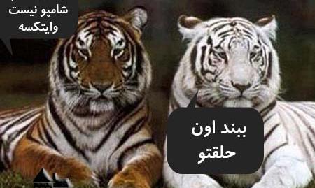 طنز عکس خنده دار حیوانات با متن