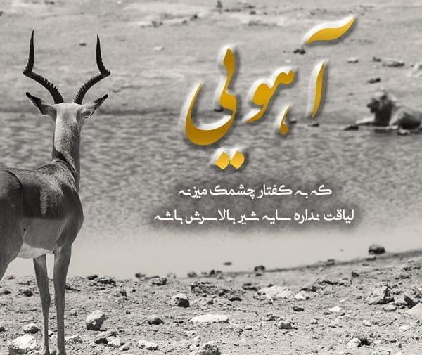 عکس های زیبا از آهو ها