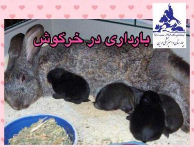 زایمان عکس خرگوش حامله