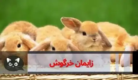 زایمان عکس خرگوش حامله