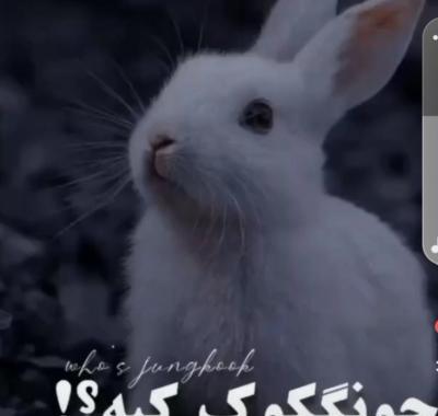 عکس جونگ کوک و خرگوش