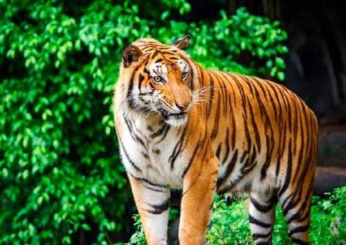 عکس حیوانات وحشی و سمی