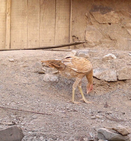 عکس حیوانات در مزرعه