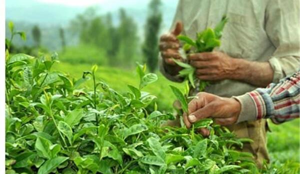 عکس باغ چای گیلان