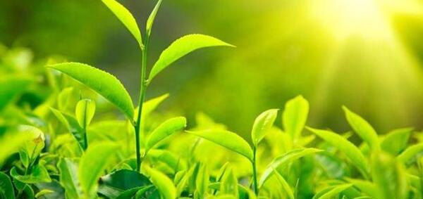عکس باغ چای گیلان