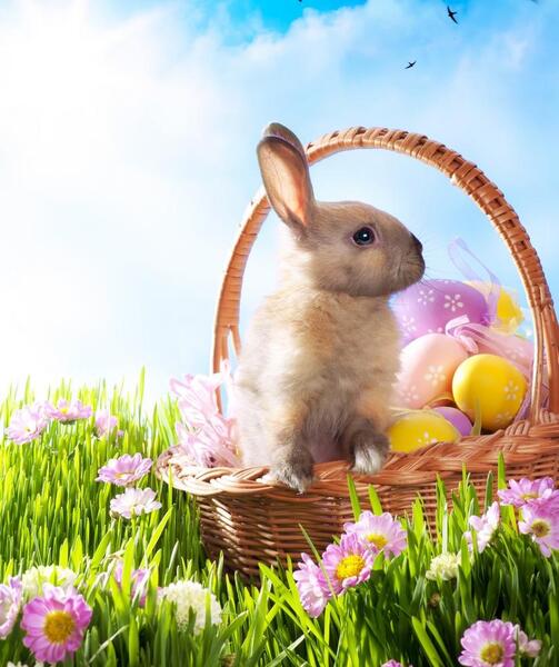 عکس بیضه خرگوش نر