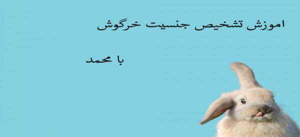 عکس بیضه خرگوش نر