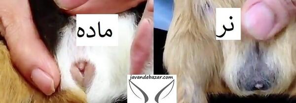عکس بیضه خرگوش نر