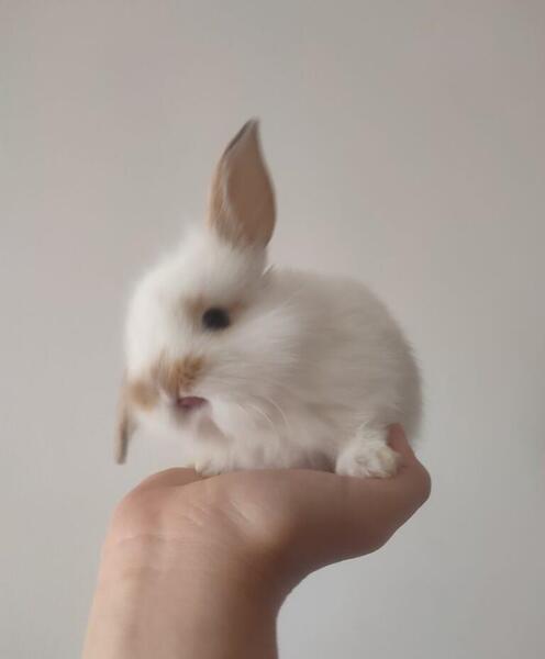 عکس بیضه خرگوش نر