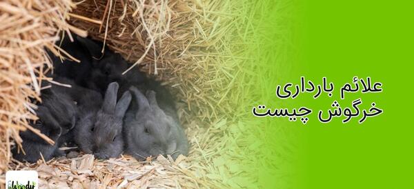 عکس بیضه خرگوش نر