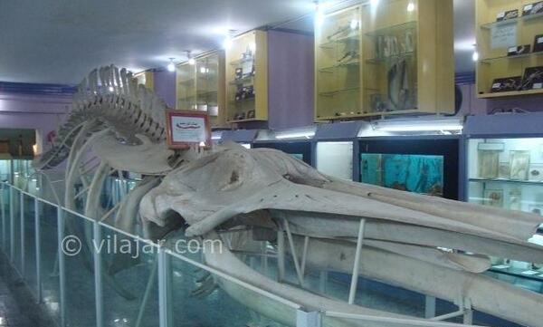 عکس از موزه حیوانات شیراز