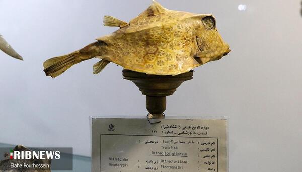عکس از موزه حیوانات شیراز