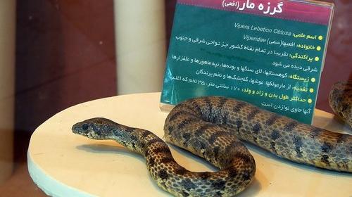 عکس از موزه حیوانات شیراز