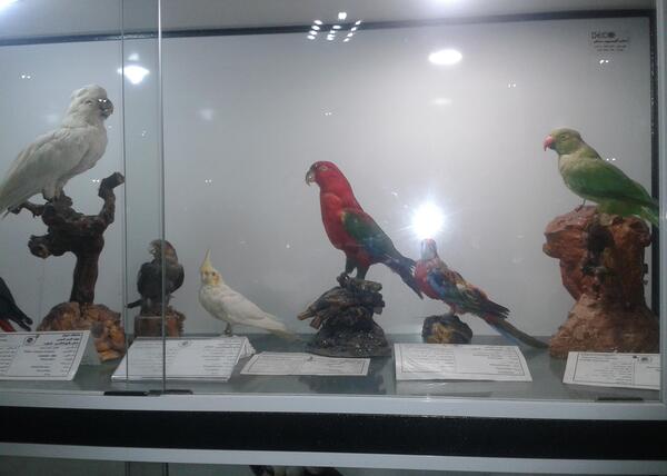 عکس از موزه حیوانات شیراز