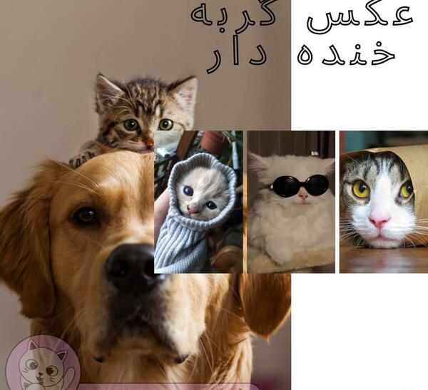 عکس سگ خنده دار جدید