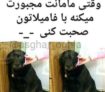 عکس سگ خنده دار جدید