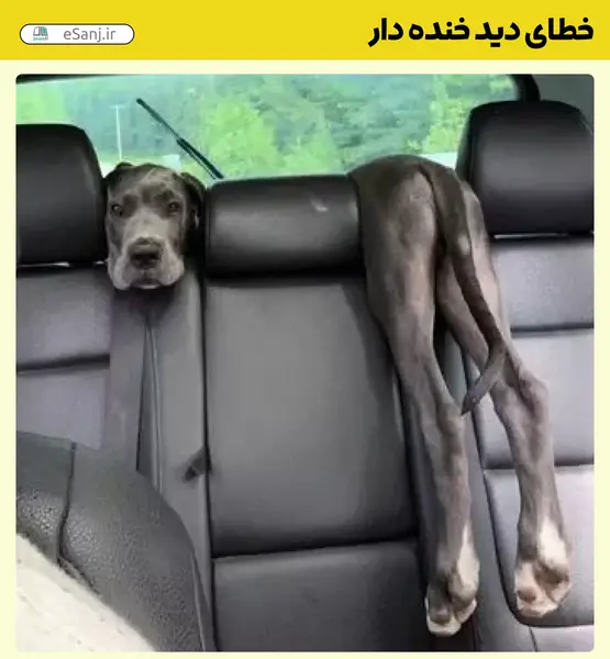 عکس سگ خنده دار جدید