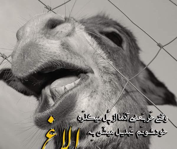 جوک عکس خنده دار حیوانات با متن