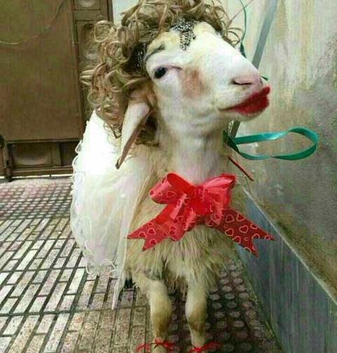 جوک عکس خنده دار حیوانات با متن