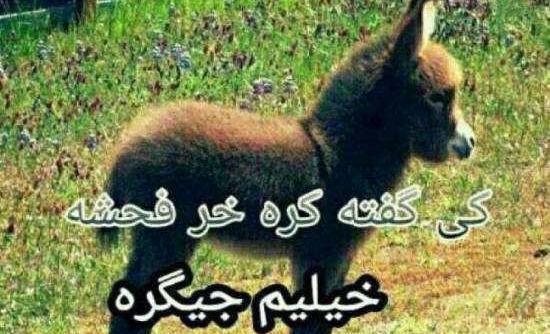 جوک عکس خنده دار حیوانات با متن