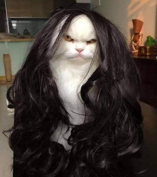 گالری عکس خنده دار حیوانات