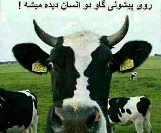 عکس های جالب و خنده دار جدید