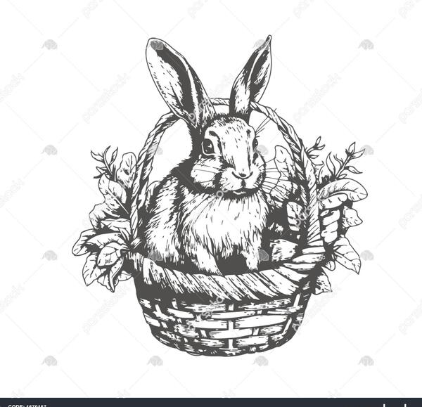عکس خرگوش سیاه و سفید کوچولو
