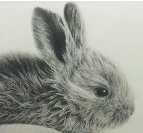 عکس خرگوش نقاشی سیاه قلم