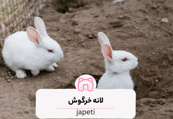 عکس خرگوش داخل قفس