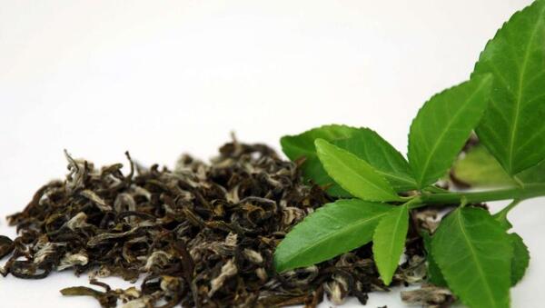 عکس درخت چای سفید