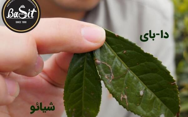 عکس درخت چای سفید