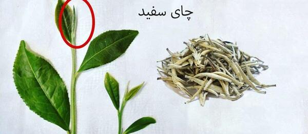 عکس درخت چای سفید