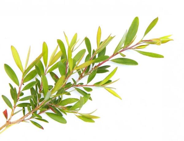 عکس درخت چای سفید