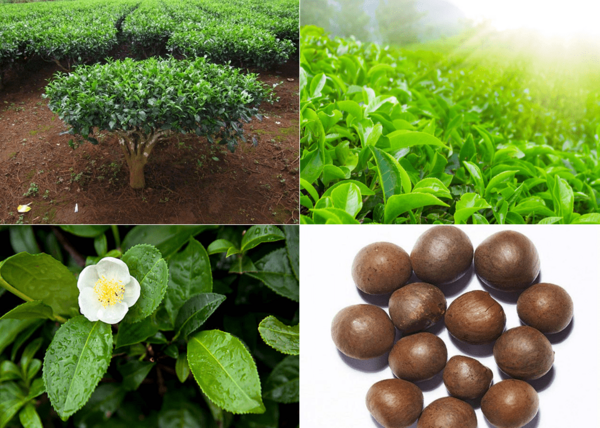 عکس درخت چای سفید