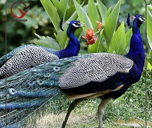 عکس های بچه طاووس