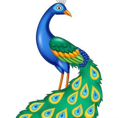 عکس های بچه طاووس