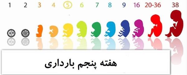 عکس جنین سقط شده پنج هفته ای نی نی سایت