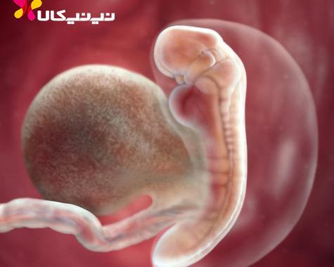 عکس جنین سقط شده پنج هفته ای نی نی سایت