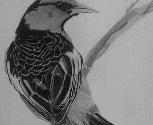 عکس نقاشی طراحی حیوانات