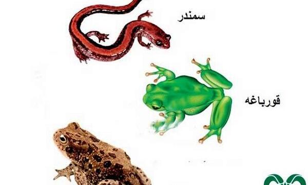 عکس حیوانات دوزیست برای کودکان