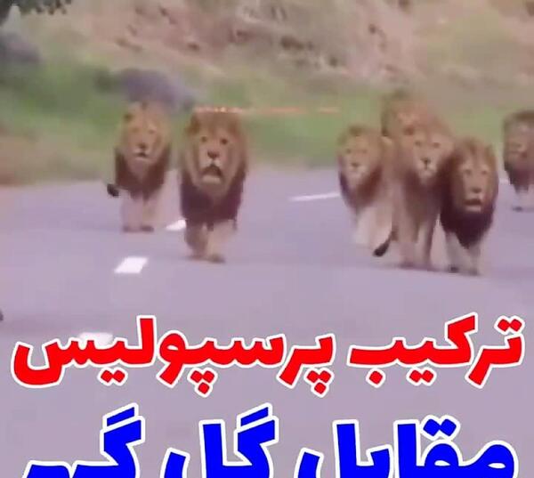 عکس تصویر زمینه شیر پرسپولیس