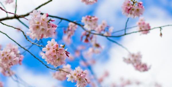 عکسهای زیبای طبیعت بهاری