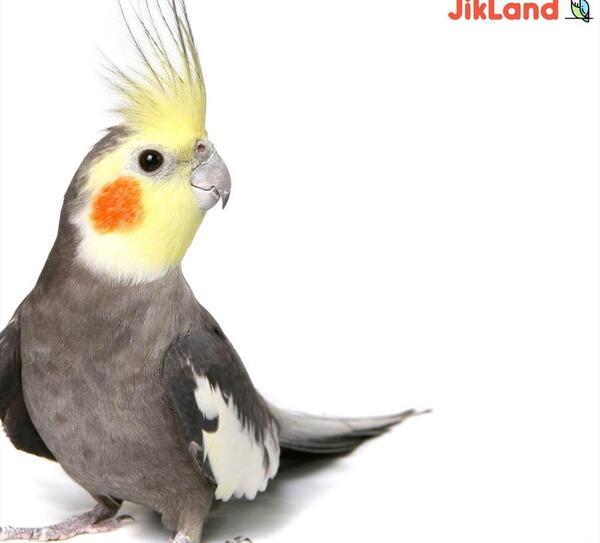 عکس بچه عروس هلندی نر