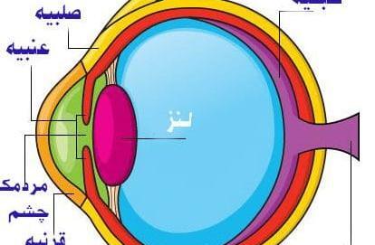 عکس سه شاخه چشم پزشکی