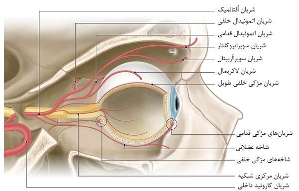 عکس سه شاخه چشم پزشکی