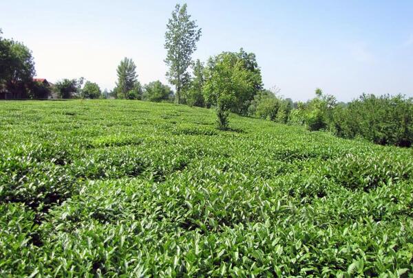 عکس بهترین چای ایرانی