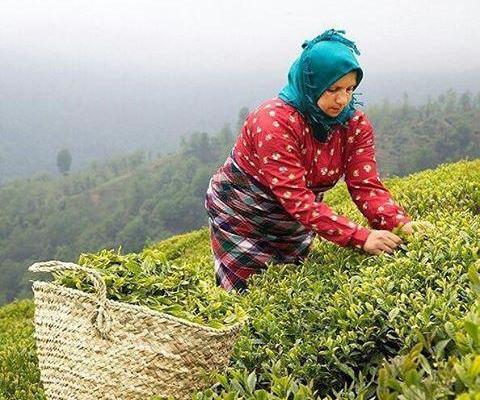 عکس بهترین چای ایرانی