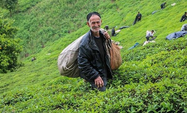 عکس مزارع چای گیلان